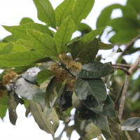 Litsea glutinosa (Lour.) C.B.Rob.